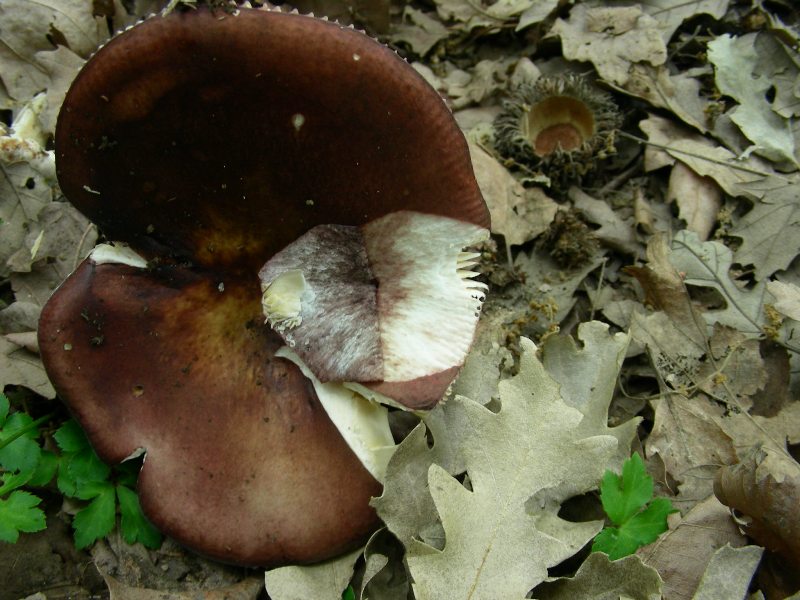 1)Fotografati il 12.06.2012. sotto Quercia (bosco asciutto)